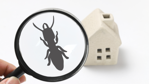 regular pest control at home