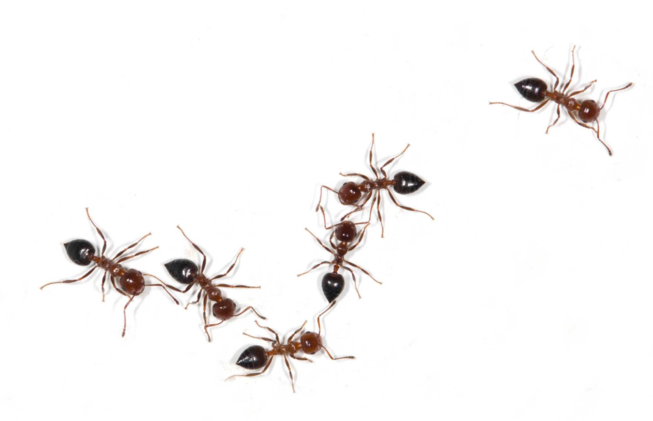 Florida fall ant invasion