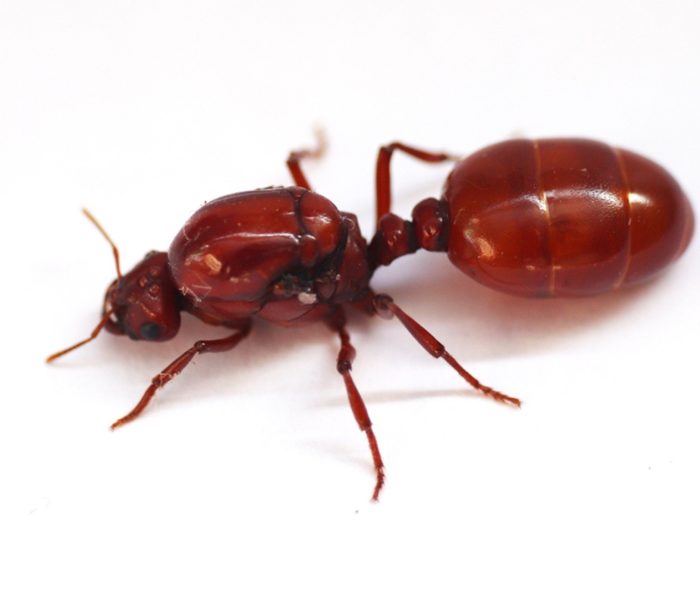Ant problems Sarasota homes